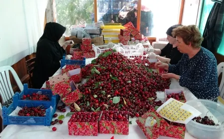 Lapseki Kirazı Sofralarda: İriliğiyle Dikkat Çekiyor, Kilosu 750 TL’ye Kadar Çıkıyor