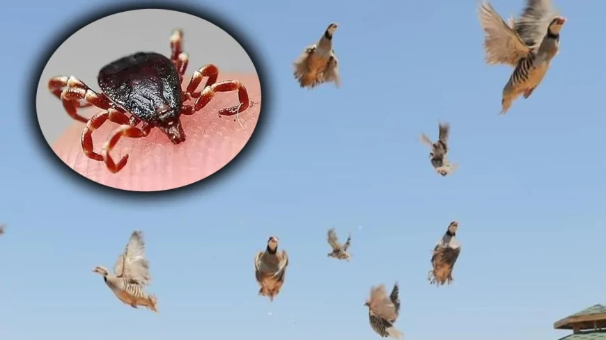 Kene ile Doğal Mücadele: Binlerce Keklik ve Sülün Doğaya Salındı