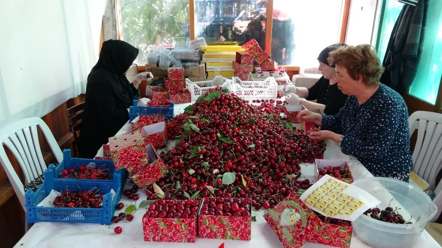 Lapseki Kirazı Sofralarda: İriliğiyle Dikkat Çekiyor, Kilosu 750 TL’ye Kadar Çıkıyor